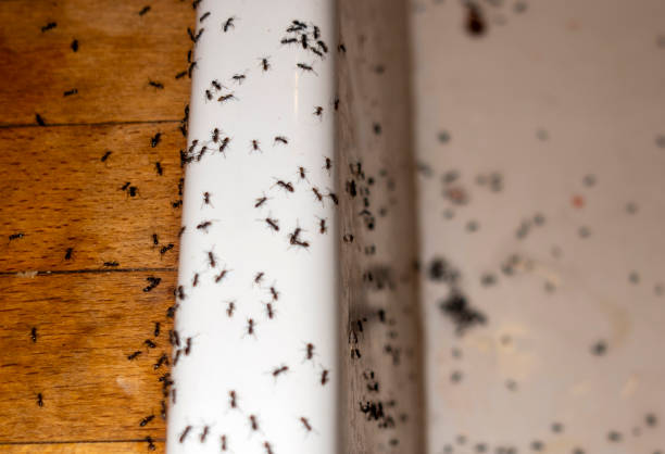 Best Pest Control Near Me in El Dorado Springs, MO