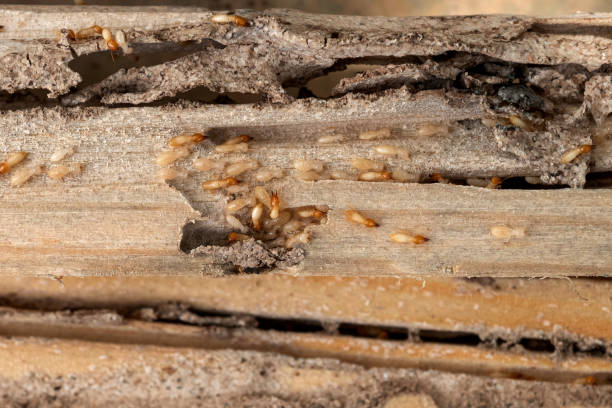 Best Ant Control Services  in El Dorado Springs, MO